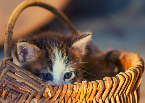 5 raisons pour lesquelles ton animal ne comblera jamais le vide en toi — seul Jésus le peut 2 5 raisons pour lesquelles ton animal ne comblera jamais le vide en toi — seul Jésus le peut